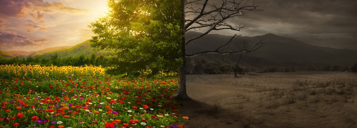 Leven en dood een natuur in bloei en een natuur wat is afgestorven